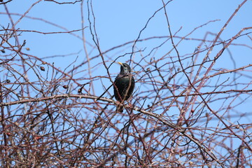 The starling sits in the wild rose bushes