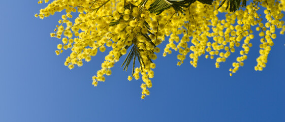 Bannière de fleurs jaunes de mimosa sur le bord de l'image sur fond de ciel bleu uni