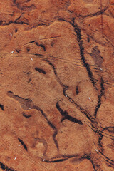 Flock of gull birds on flooded wetland landscape, aerial shot from drone