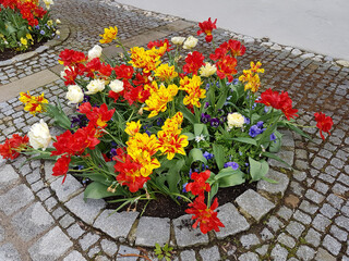 Fototapeta na wymiar round tulip flower bed, decorative plantation at the boardwalk