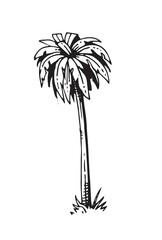 Adult palm tree. In outline style for engraving. Fast casual style. Tropical plant. Hand drawing sketch of exotic plants. Isolated on white background. Vector