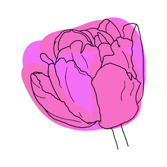 Tulip. Hand drawn spring flowers line art. Isolated on white background.
