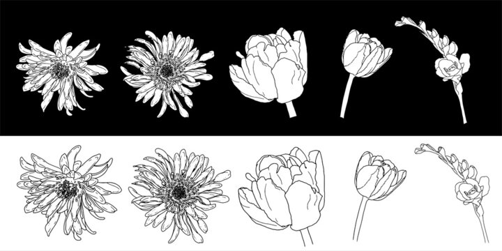 Spring flowers set. Hand drawn spring flowers line art. Isolated on white background.