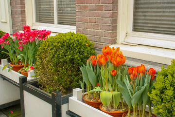 Macetas con tulipanes en las calles de Amsterdam, Holanda. Los tradicionales tulipanes adornan las calles de la ciudad por doquier.