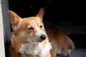 可愛いワンちゃん