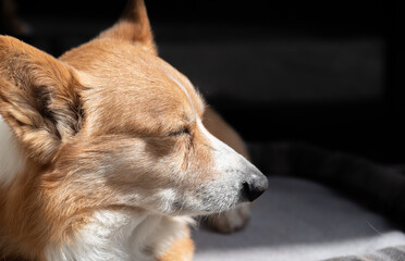 可愛いワンちゃん