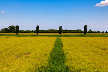 Green field and blue sky