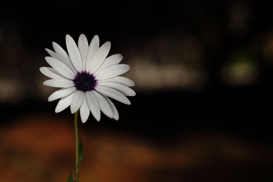 White Dimorphotheca ecklonis, also known as Cape marguerite