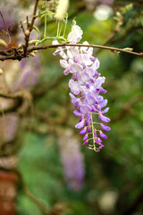 Blue flower of wisteria in spring