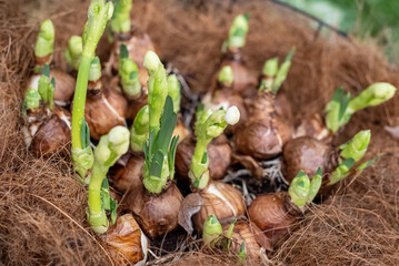 Delicate flowers sprout from bulbs in flower pot in spring, home gardening and horiculture