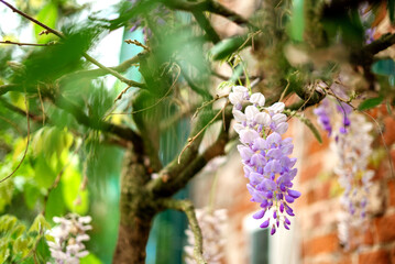 Flowering purple Wisteria plant on house wall background
