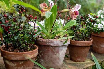 Blooming flowers grow in ceramic pots in garden patio
