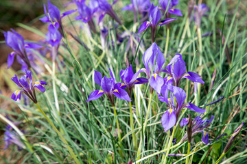 Tender, wild iris (Iris unguicularis ssp. carica) with blue flowers growing in natural habitat close-up on a sunny, spring day