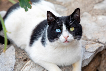 Stray cat with different eye color blue and green close up