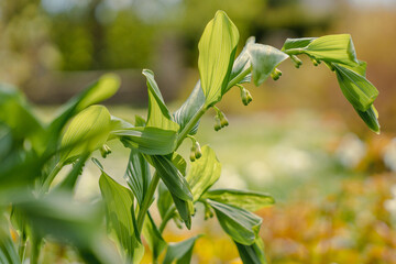 Flower of the Polygonatum odoratum, known as angular Solomons seal or scented Solomons seal