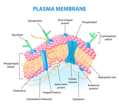 Cell Membrane Anatomy