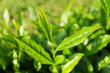 お茶の葉