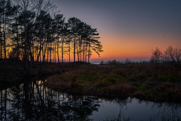 pine trees after sunset by the river at sea