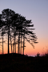 pine trees in shadow after sunset