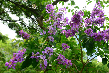 Lagerstroemia native to tropical southern Asia