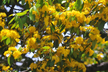 Yellow star flowers or Schoutenia glomerata King subsp.peregrina (Craib) Roekm.