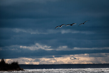 seagulls over the sea with dark clouds in background
