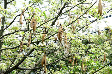 Kapok, Ceiba pentandra , White silk cotton tree