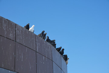 Sitting pigeons cornice building against blue sky.