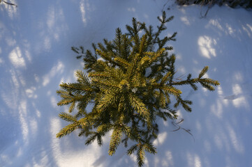 snow covered trees, the growth of a Christmas tree in the snow and sunlight