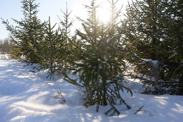 snow covered trees, the growth of a Christmas tree in the snow and sunlight