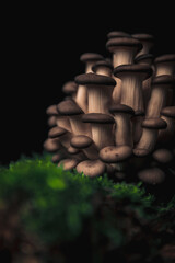 tree oyster pleurotus mushrooms with earth moss