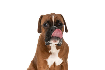 sweet boxer dog licking his mouth, looking at the camera