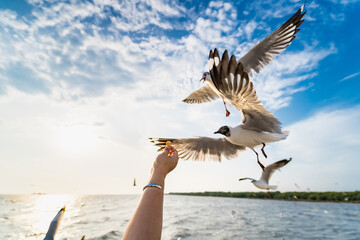 Naklejka premium Seagull eating food in the sky from human hand at Samut Prakan, Thailand.