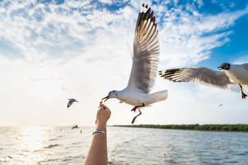 Seagull eating food in the sky from human hand at Samut Prakan, Thailand.