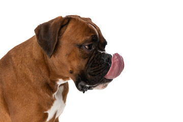 Obraz premium grumpy boxer dog looking to side and licking his mouth