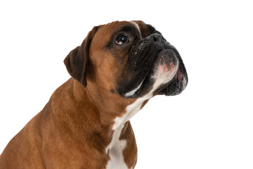 cute boxer dog looking above him with a humble look