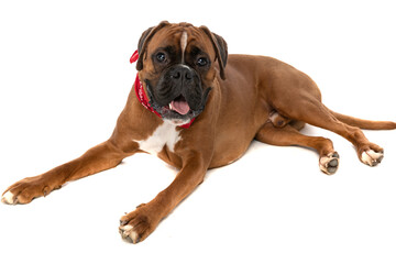 cute boxer dog laying down and panting, feeling happy