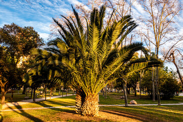 Palmwedel einer Palme im Park