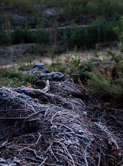 pine tree roots in a wood clearing