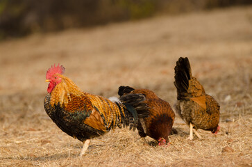 Rooster Gallus domesticus and hens to the right. Las Tricias. Garafia. La Palma. Canary Islands. Spain.