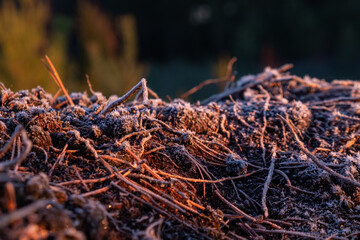 forest plants in the frost at the sunset