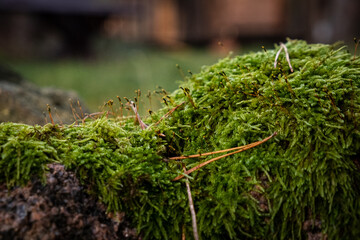 green moss macro closeup  in forest