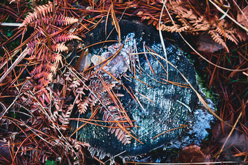 old fern leaf in a frost on a tree stump covered with fungus