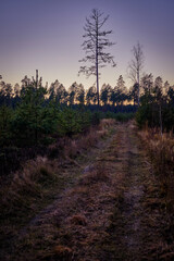 grassy forest road after sunset