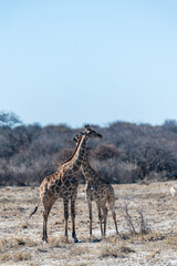 Naklejka na ściany i meble Two Angolan Giraffe - Giraffa giraffa angolensis- standing on the planes of Etosha National Park, Namibia.