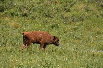 American Buffalo Calf Meandering Along in a Field