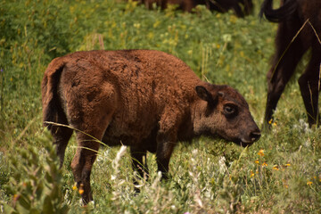 Fototapeta premium Close Up with a Fuzzy Baby Bison Calf