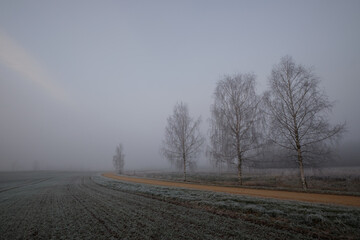 empty gravel road on a misty cold winter day with tree