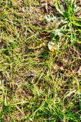 close up off soil on grassy ground