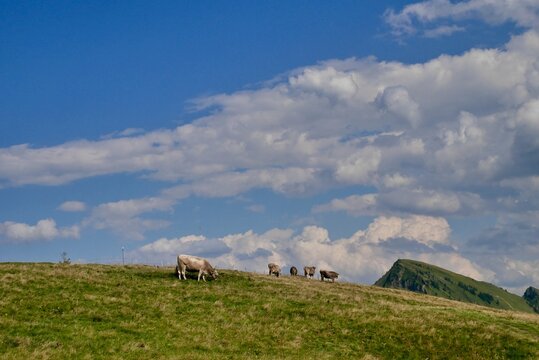 Cows at Niedere in Bregenzerwald. Vorarlberg, Austria.
